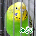 �ߤɤ�