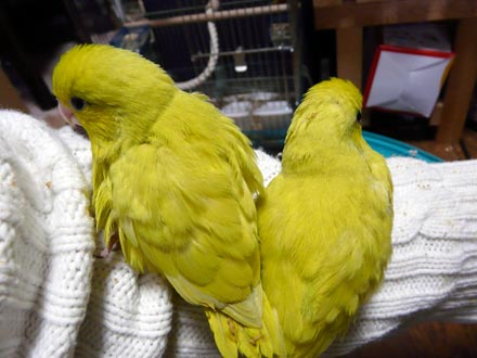 2008/11/4撮影