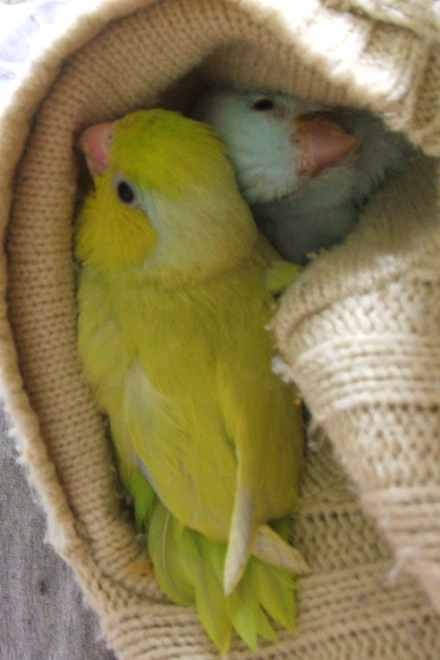 �楺���ߥ�