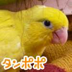����ݥ�