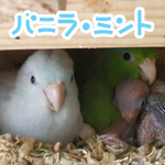 �Х˥���ߥ��