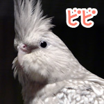 �ӥ�