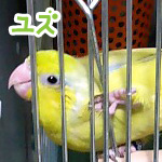 �楺